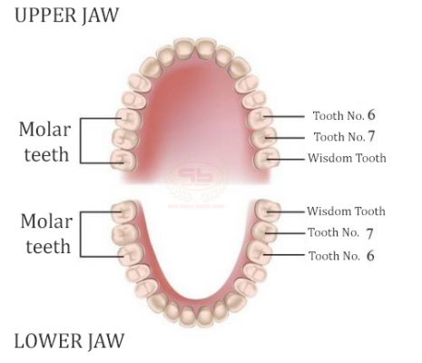 molar skeletor