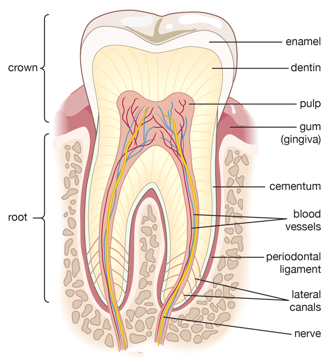 The structure of a real tooth has enamel covered on the outside