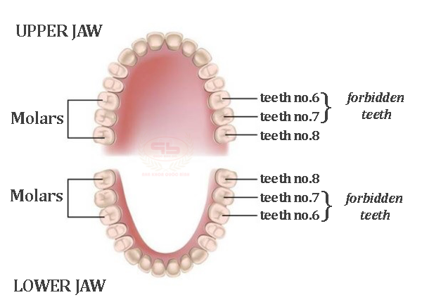 4 forbidden teeth for each jaw