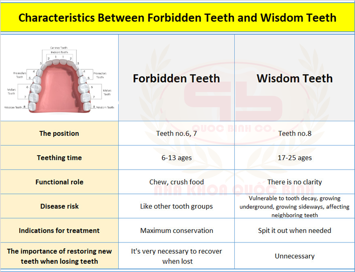 Characteristics between forbidden teeth and wisdom teeth