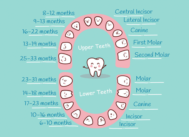 Teething age hot sale