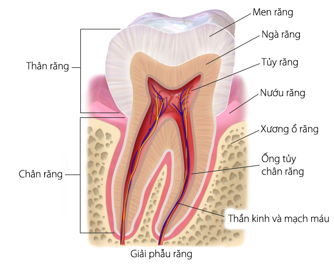 Cấu trúc của 1 chiếc răng thật có lớp men răng bao phủ bên ngoài
