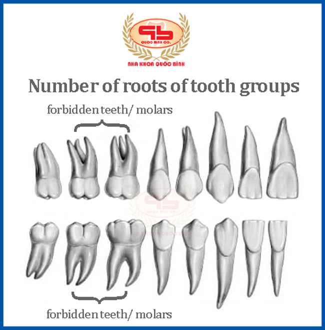 Number of roots of tooth groups